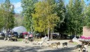 dog cart through resort flower